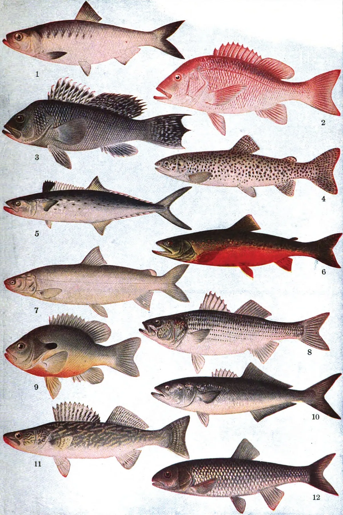 Peixes