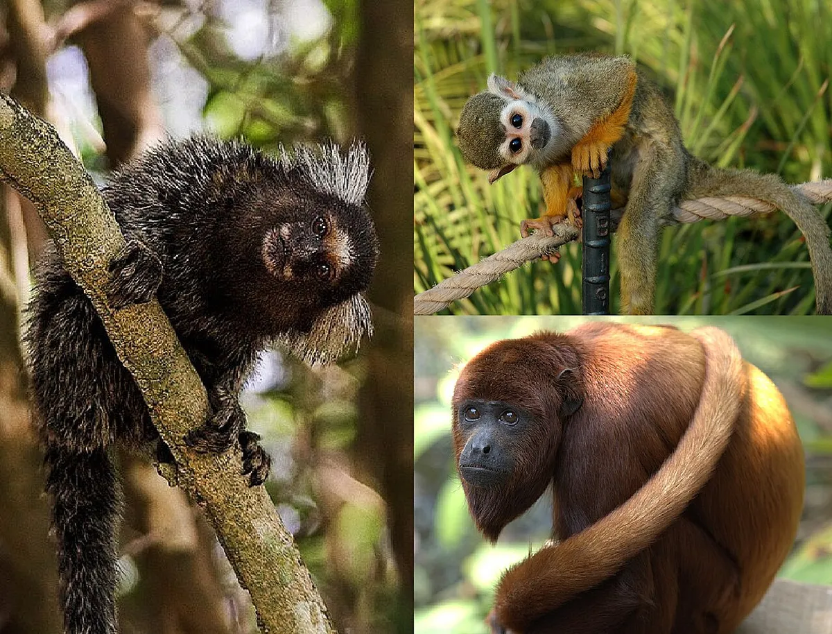 Macaco