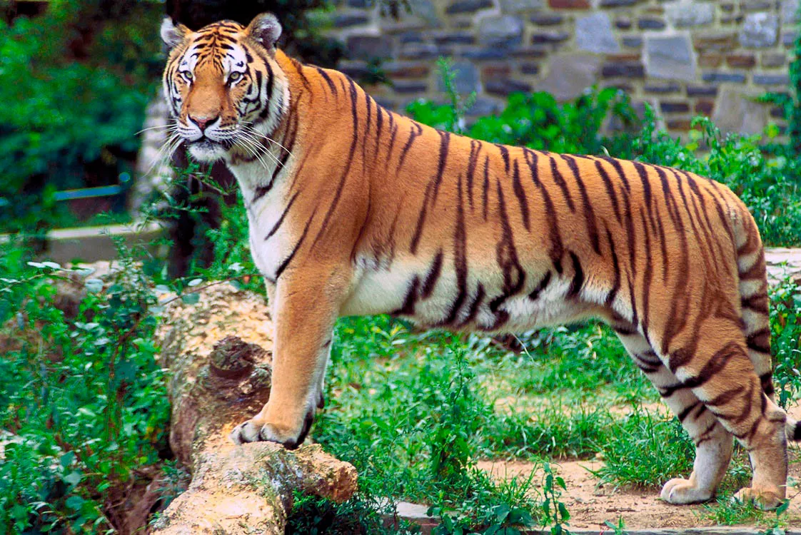 Tigre