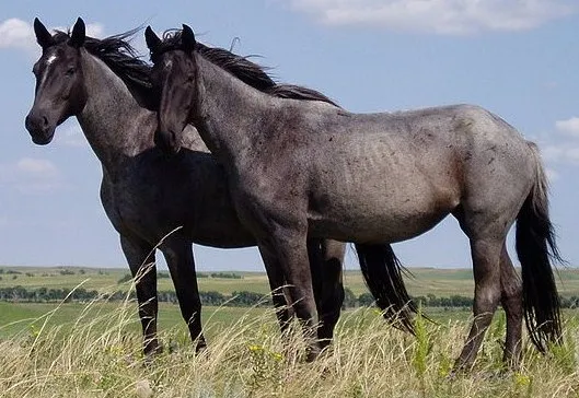 Cavalo