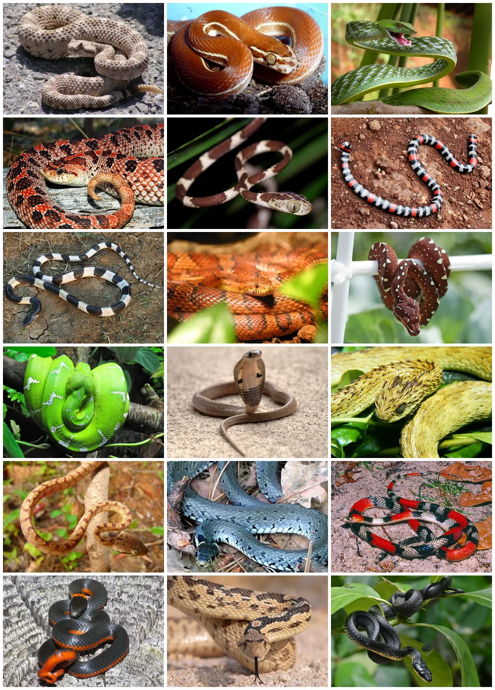 Serpente