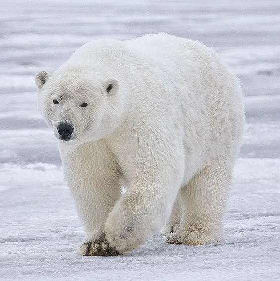 O Urso