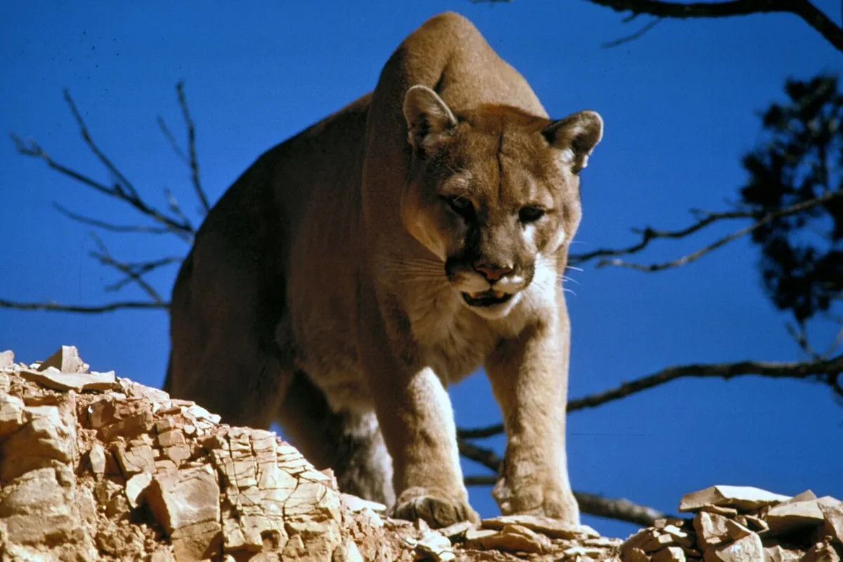 Little Puma