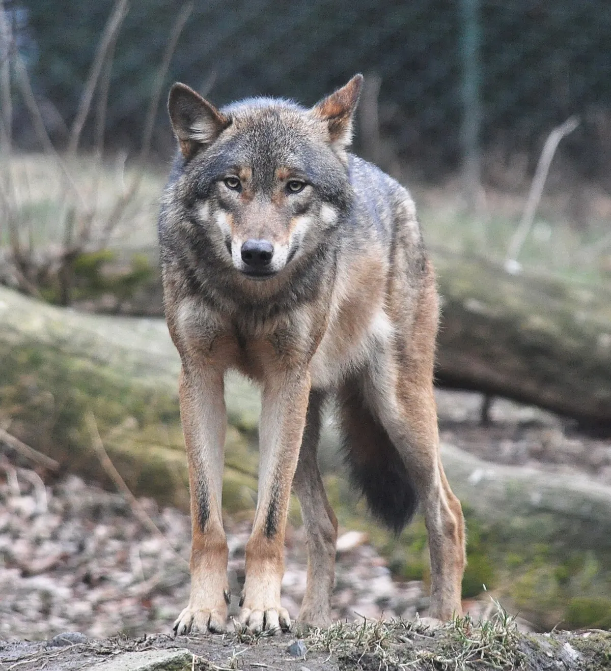 Lobo