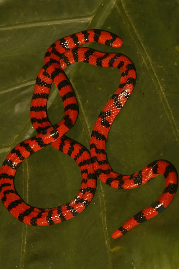 Scytale