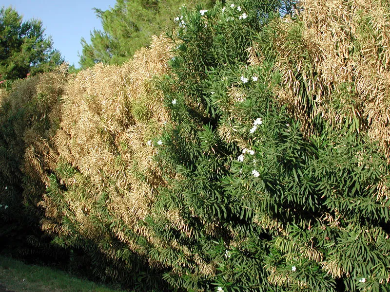 Xylella fastidiosa