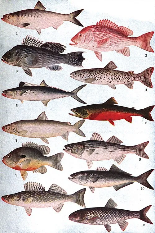 Peixe