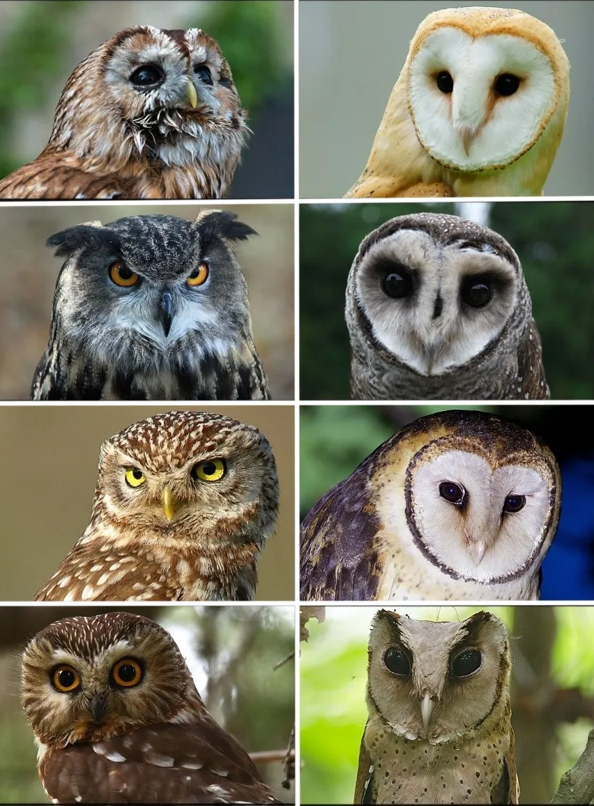 Strigiformes