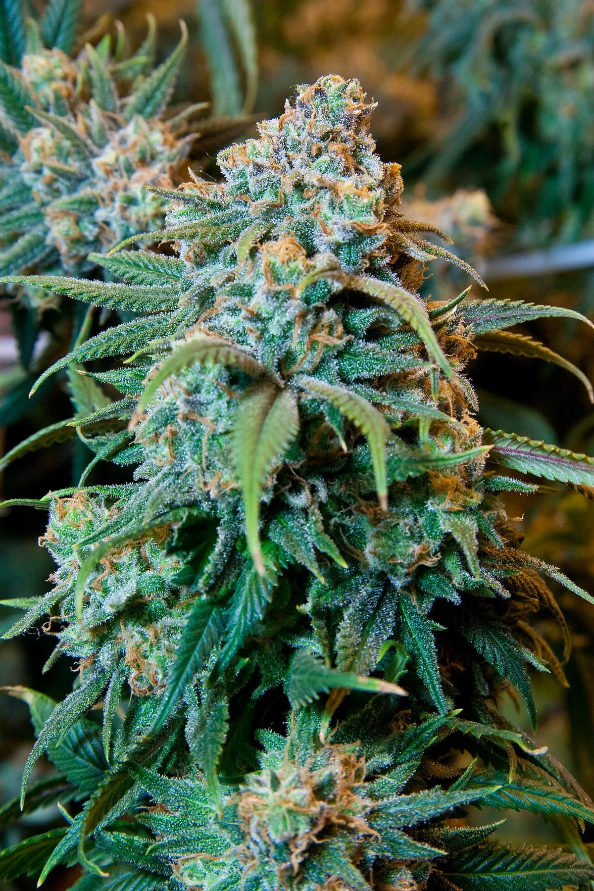 Cannabis (psicotrópico)