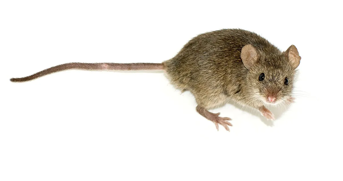 Rato