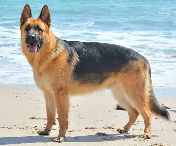 Cão