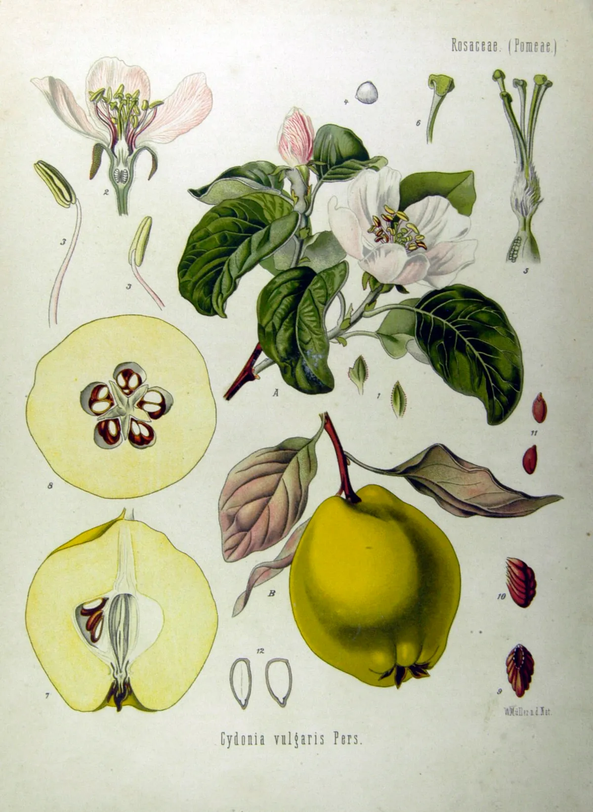 Marmeleiro