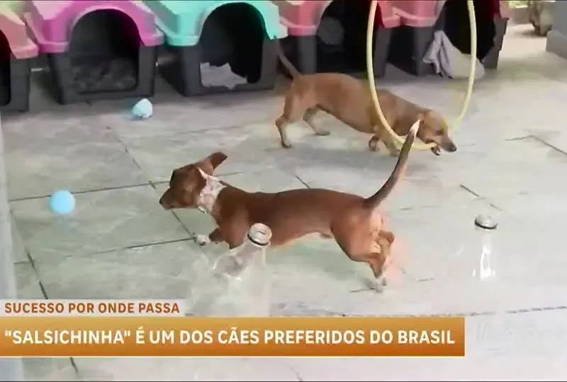 Polêmica do 'Salsicha Mofado': Influenciadora paga R$ 19 mil em cão e divide opiniões